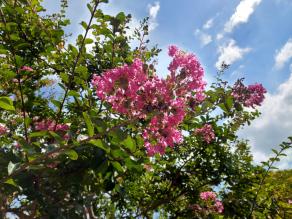 Crape myrtles are blooming