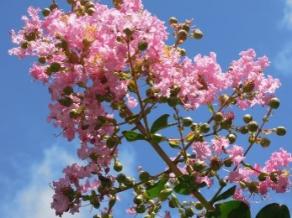 Lagerstroemia indica are blooming.