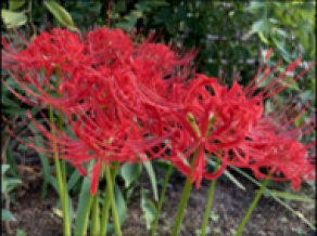 Lycoris radiata are blooming.