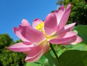 Nelumbo nucifera cv. Ogahasu are blooming