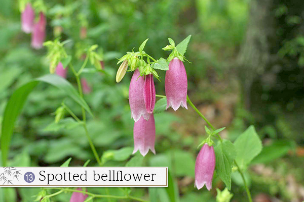 13.Spotted bellflower
