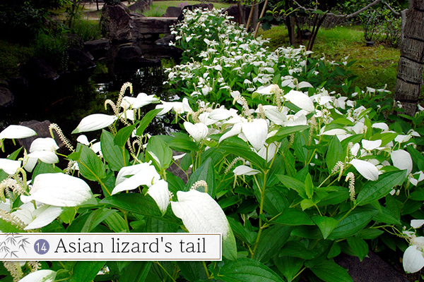 14.Asian lizard's tail
