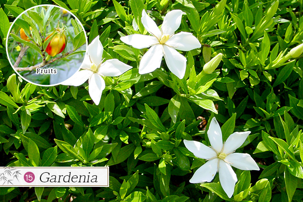 15.Gardenia
