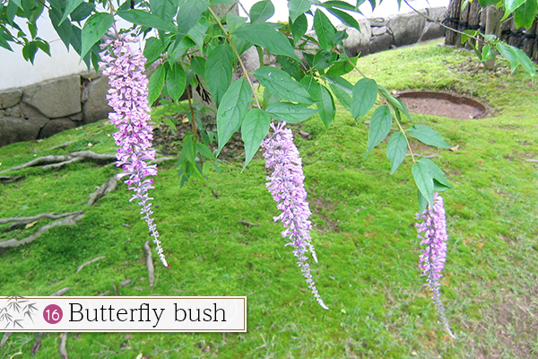 16.Japanese Stewartia