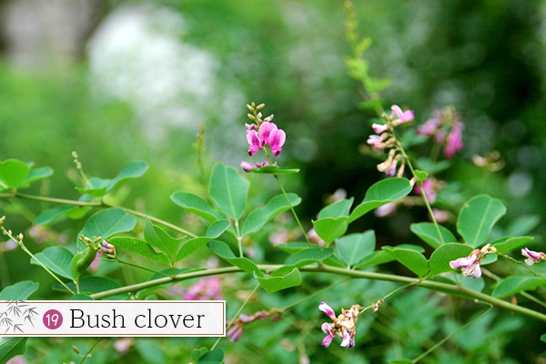 19Bush clover