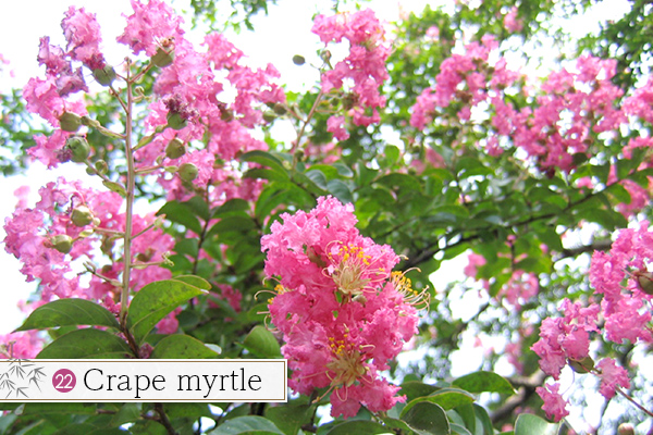 22.Crape myrtle