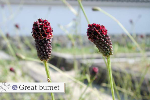 24.Great burnet