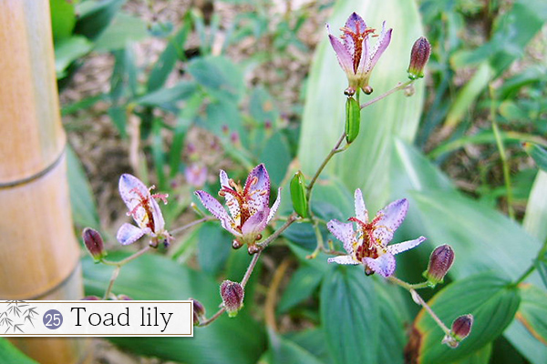 25.Toad lily