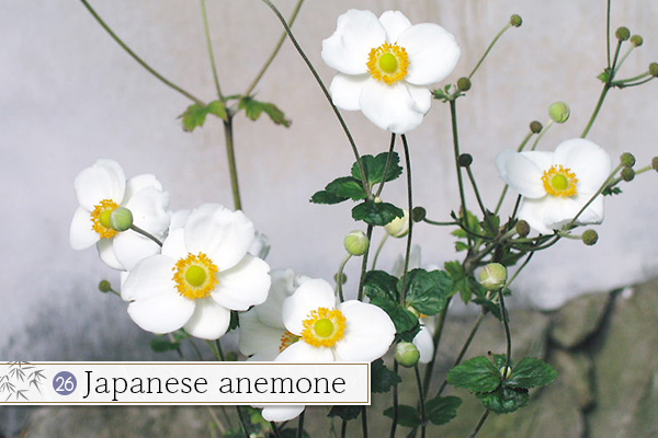 26.Japanese anemone
