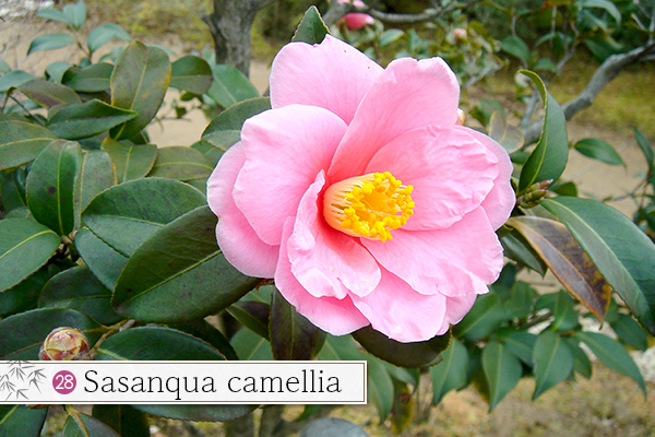 28.Sasanqua camellia