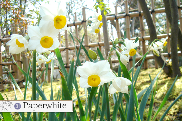 31.Paperwhite