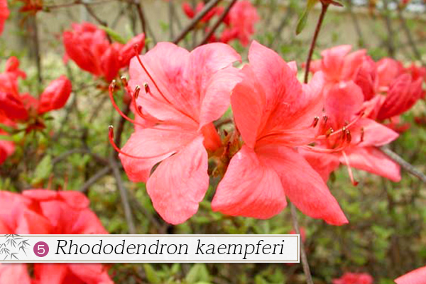 5.Rhododendron kaempferi