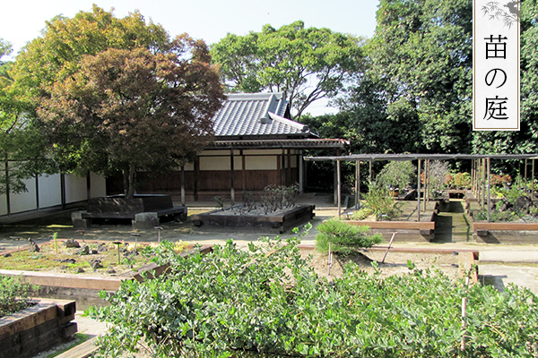 苗の庭
