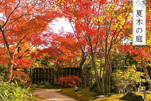 夏木の庭
