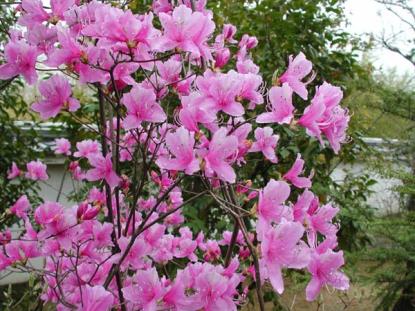 ミツバツツジが咲いています 姫路城西御屋敷跡庭園 好古園