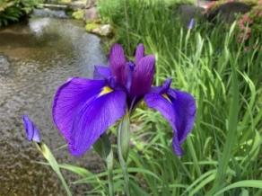 Iris ensata var. ensata are blooming.