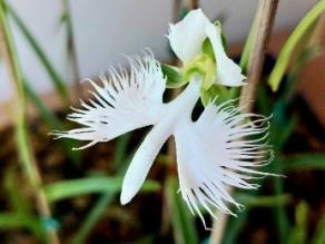 Habenaria radiata are blooming.