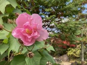 Cotton Rosemallow are blooming.