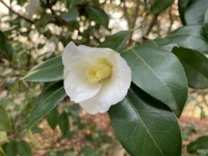 Camellia wabisuke are blooming.