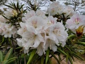 Rhododendron are blooming