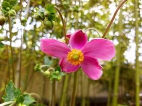 Anemone hupehensis var. japonica are blooming.