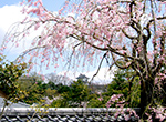 流れの平庭　しだれ桜