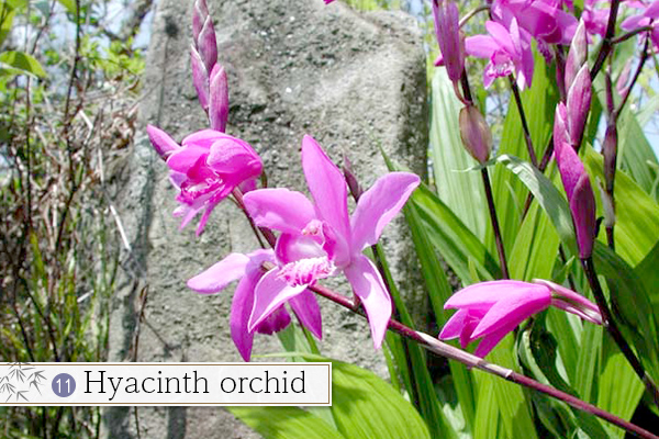11.Hyacinth orchid