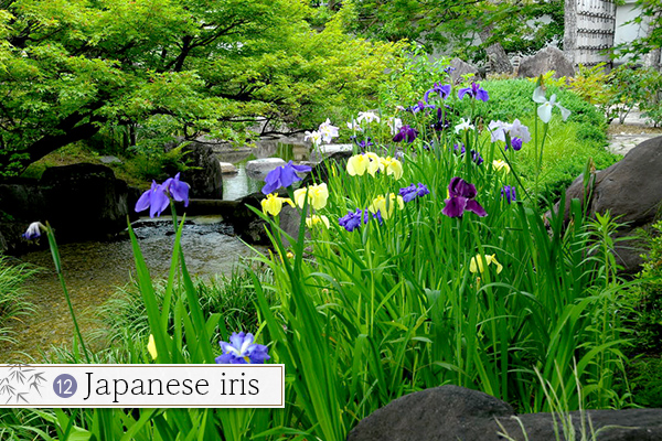 12.Japanese iris