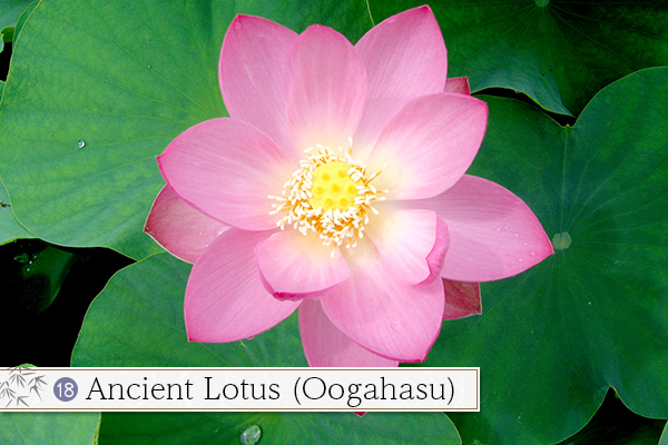 18.Ancient Lotus (Oogahasu)