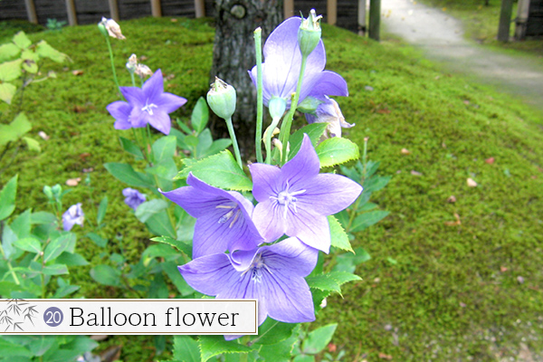 20.Balloon flower