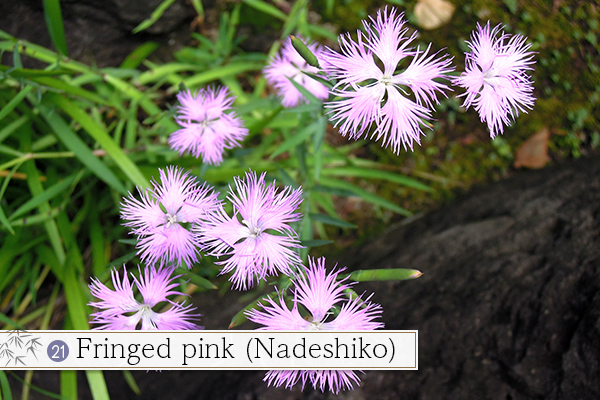 21.Fringed pink (Nadeshiko)