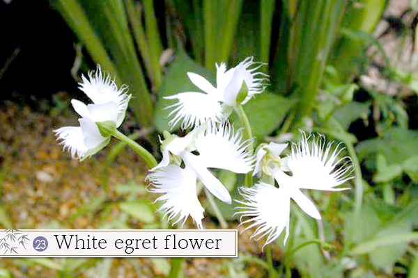 23.White egret flower