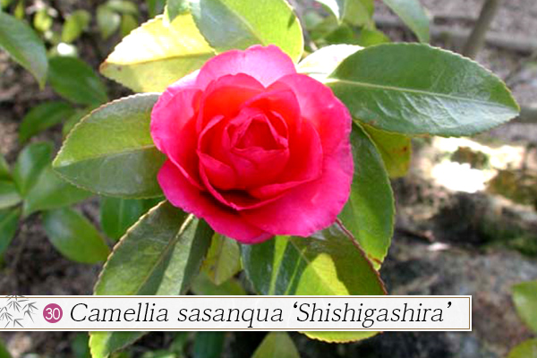 30.Camellia sasanqua ‘Shishigashira’