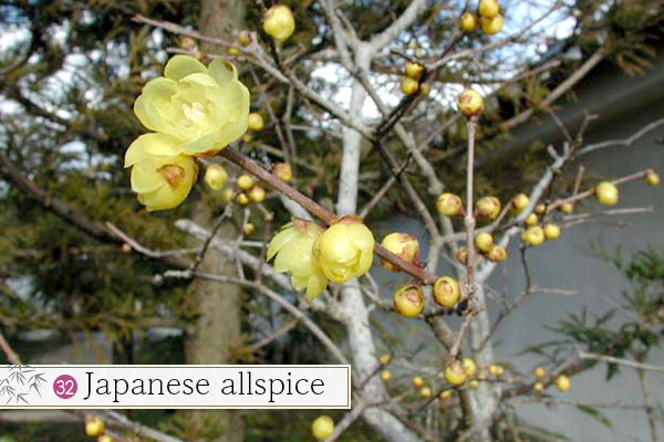 32.Japanese allspice