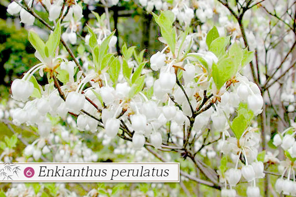 6.Enkianthus perulatus