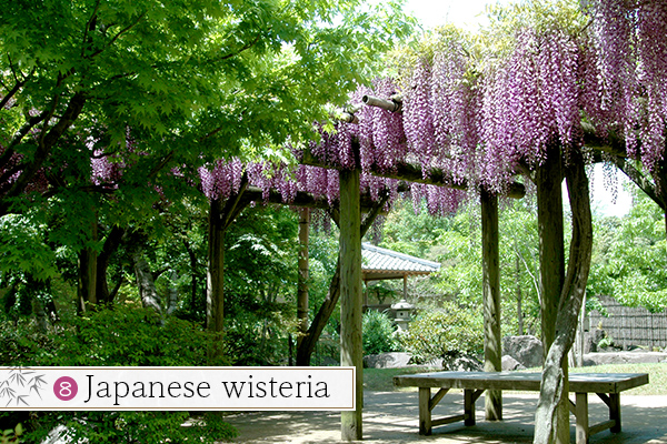 8.Japanese wisteria