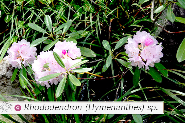 9.Rhododendron (Hymenanthes) sp.
