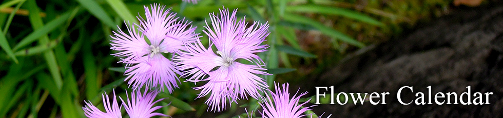 Flower Calendar