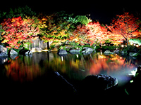 Maple trees lighting in the Garden of the Lord's residence