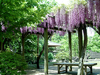 Wisteria trellis in the Garden of summer trees