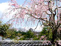 Weeping cherry in flatly landscaped garden