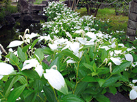 Saururus chinensis  in the Garden of summer trees