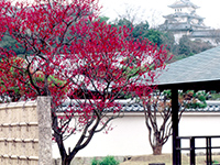 Flatly landscaped garden