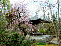 Garden of the flowers