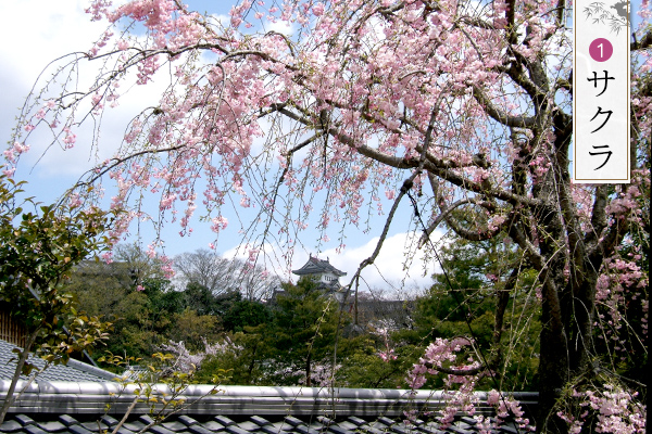 1.サクラ