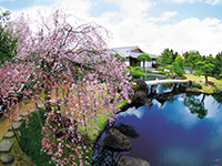 御屋敷の庭　しだれ桜