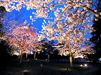 御屋敷の庭　夜桜会