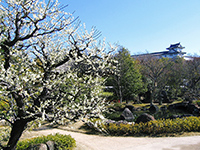 築山池泉の庭　白梅